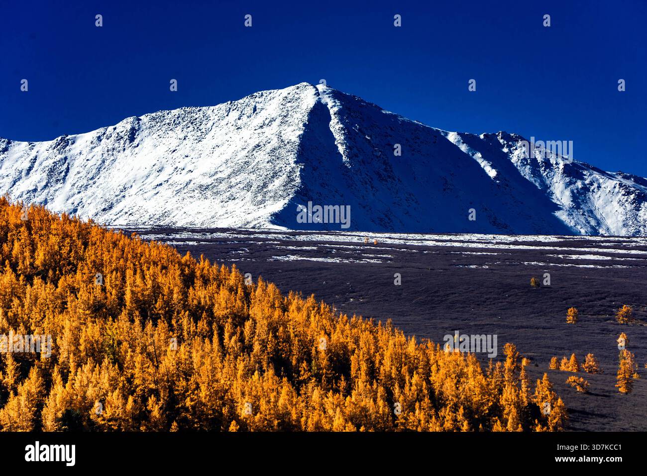 Montagne innevate che si innalzano sopra le foreste di larici dorate in autunno a Kanas, Xinjiang, Cina. Foto Stock