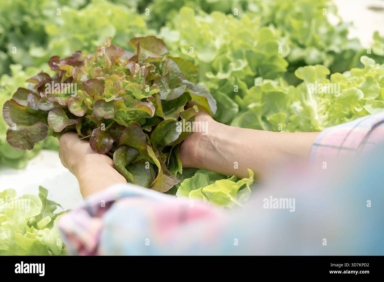 donna asiatica proprietaria di un'azienda che utilizza un tablet digitale controlla la quantità di scorte di prodotti disponibili sullo scaffale presso la fabbrica del magazzino di distribuzione. attività logistica Foto Stock