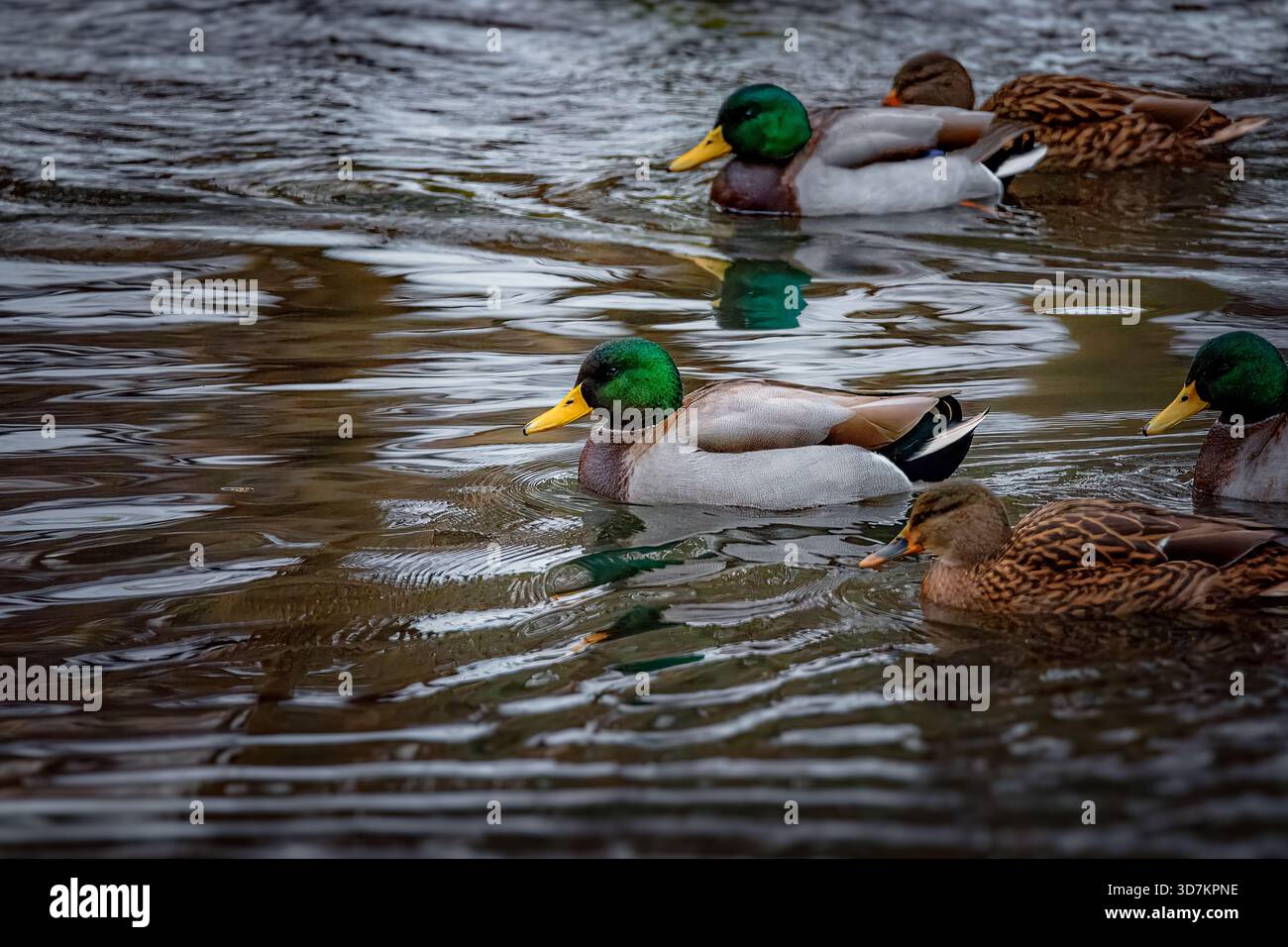 Gruppo di anatre domestiche che nuotano insieme in acqua increspata. Fotografia naturalistica in stile Moody con razze maschili e galline femminili in un gregge. Foto Stock
