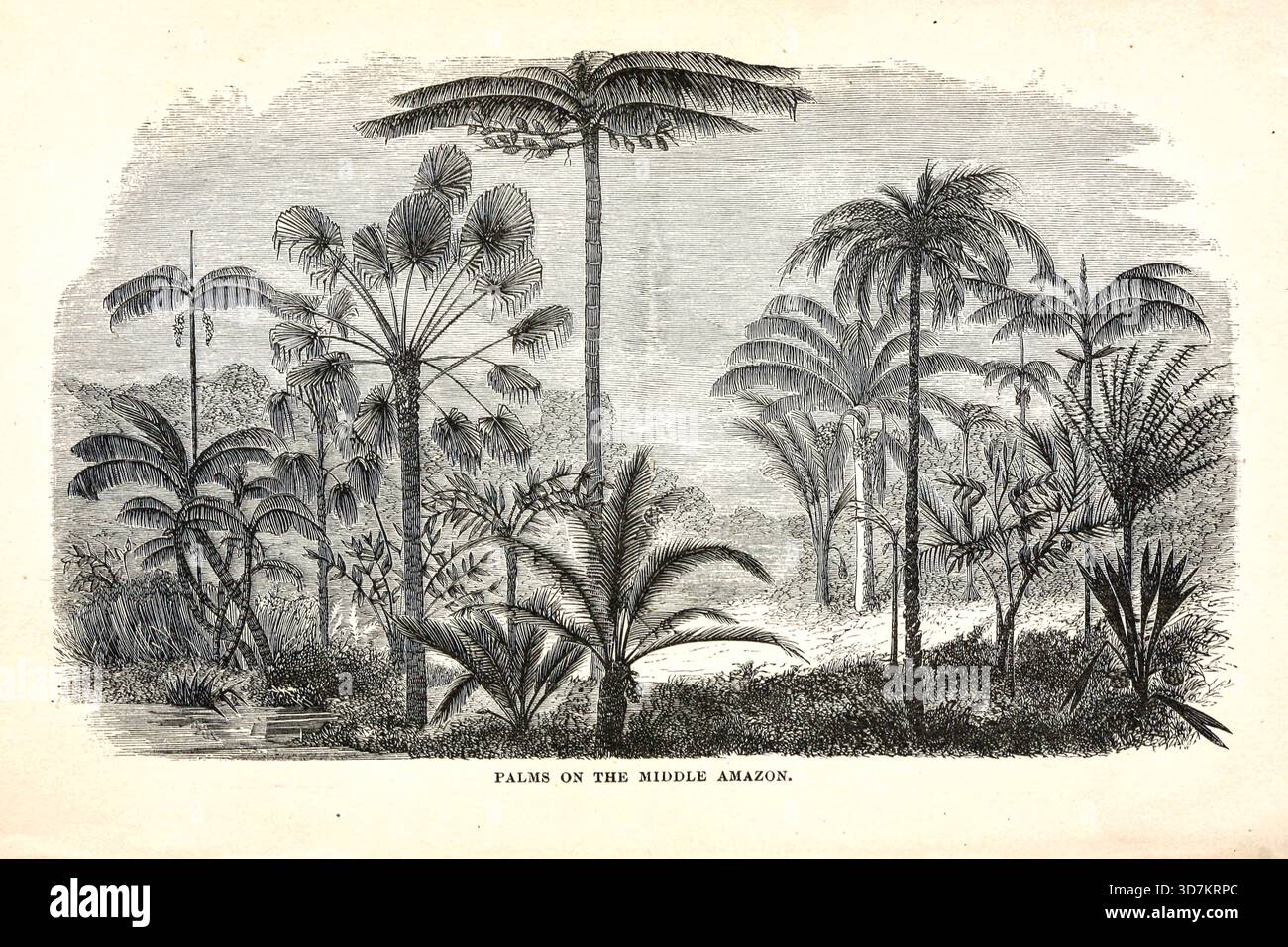 Palms in the Middle of the Amazon the Andes and the Amazon : or, across the Continent of South America by Orton, James, 1830-1877 data di pubblicazione 1870 Foto Stock