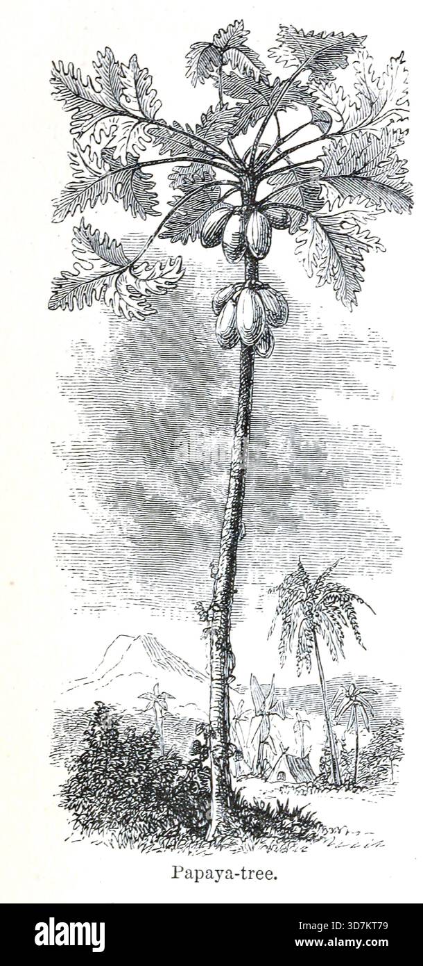 Papaya Tree from the Andes and the Amazon : or, across the Continent of South America by Orton, James, 1830-1877 data di pubblicazione 1870 Foto Stock