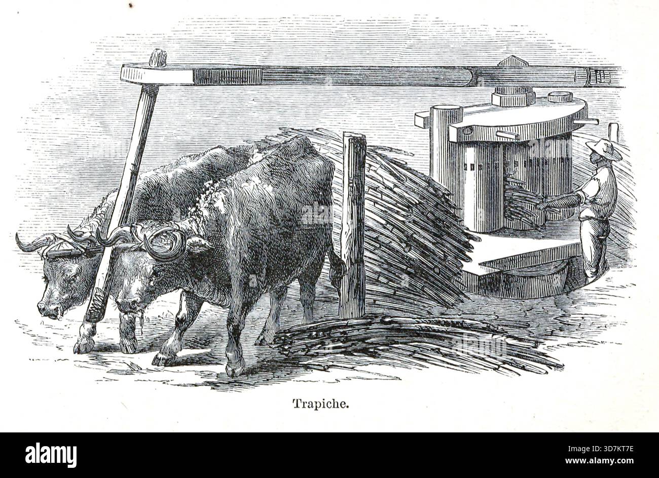 A trapiche è un mulino a rulli in legno utilizzato per estrarre succo dalla frutta, originariamente olive, e fin dal Medioevo anche dalla canna da zucchero. From the Andes and the Amazon : or, across the Continent of South America by Orton, James, 1830-1877 data di pubblicazione 1870 Foto Stock