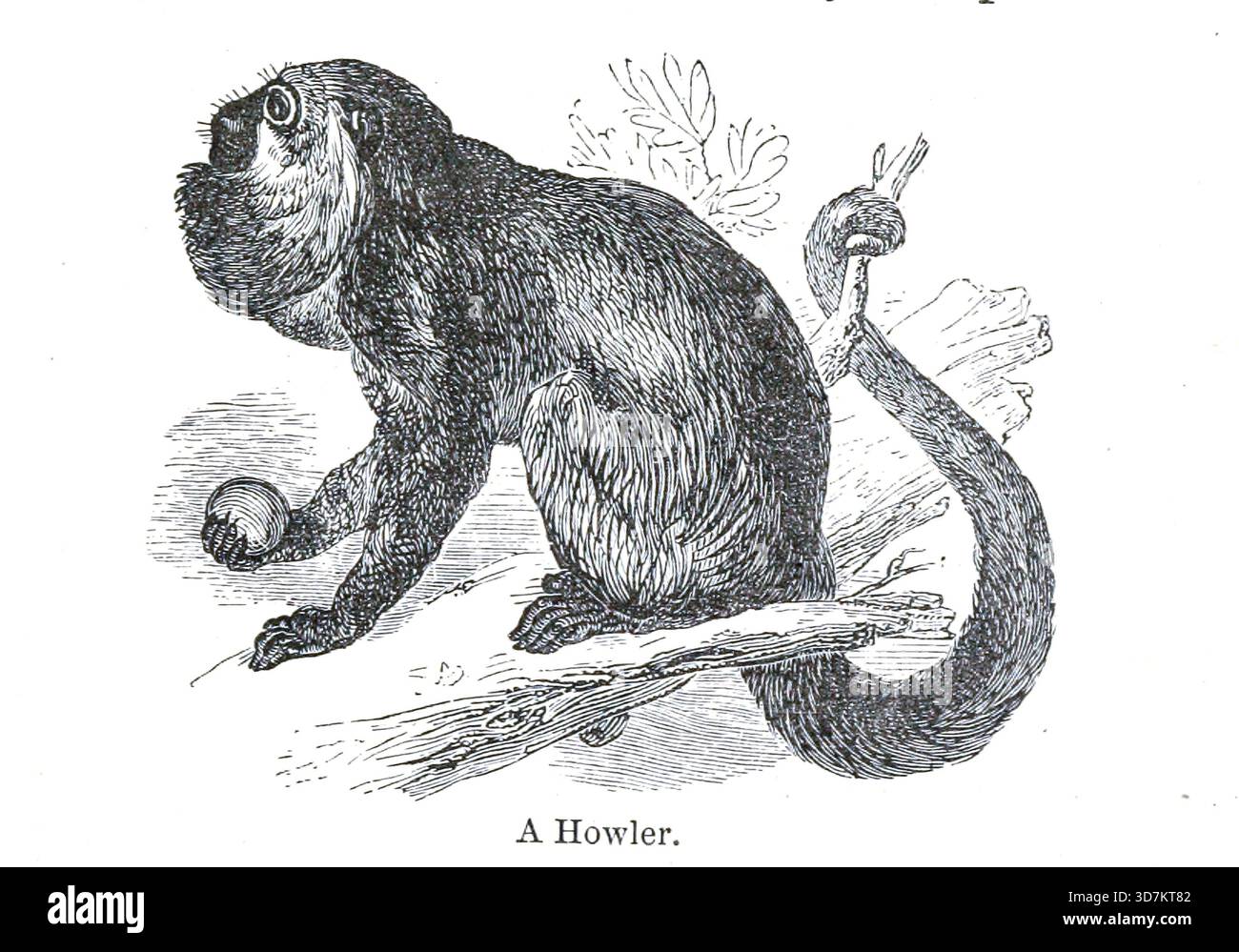 A howler from the Andes and the Amazon : or, across the Continent of South America by Orton, James, 1830-1877 data di pubblicazione 1870 Foto Stock
