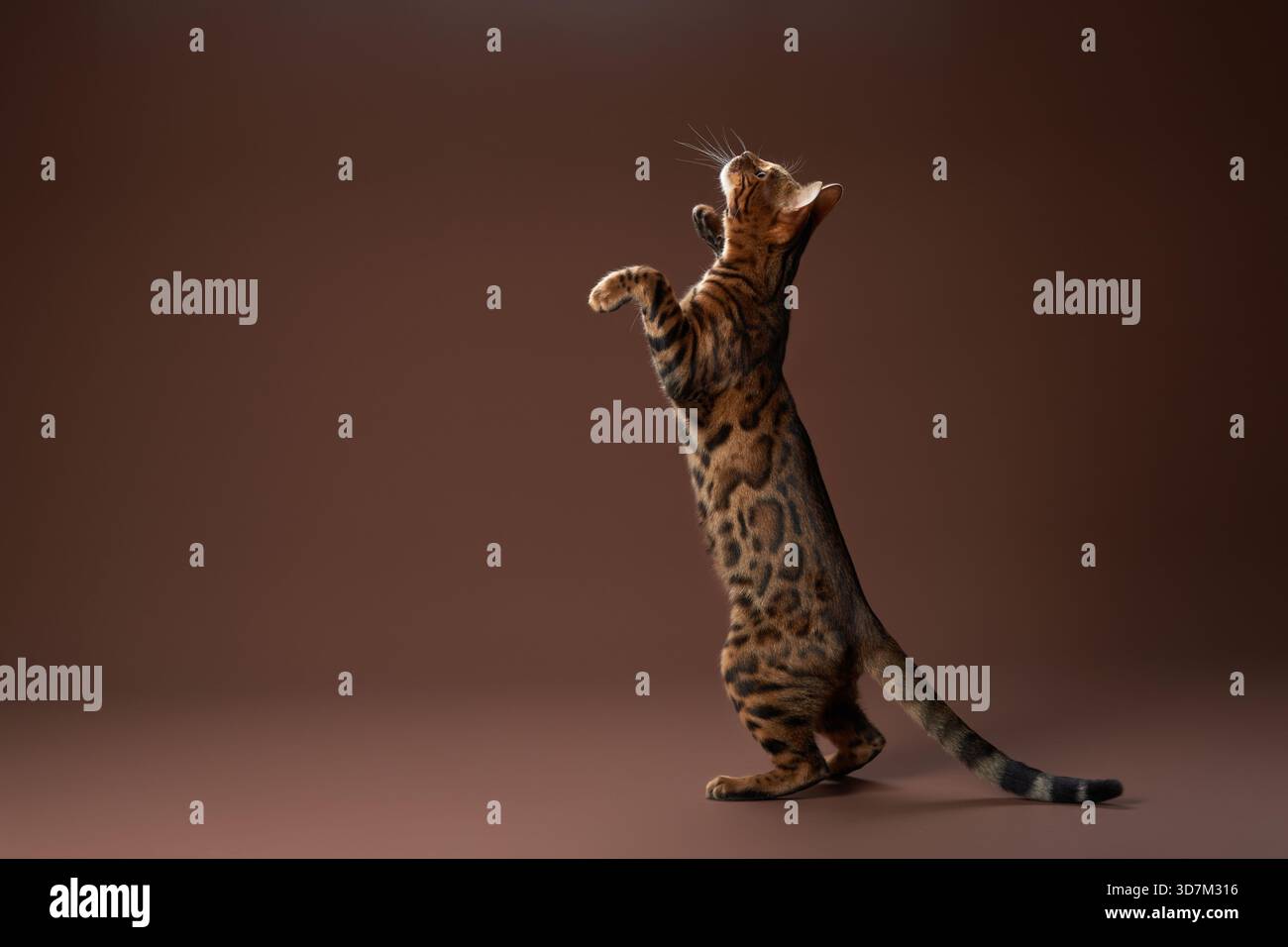 Un gatto del Bengala sta alto sulle sue zampe posteriori, guardando qualcosa sopra. La sua pelliccia elegante e gli occhi luminosi contrastano con il morbido sfondo marrone. Foto Stock