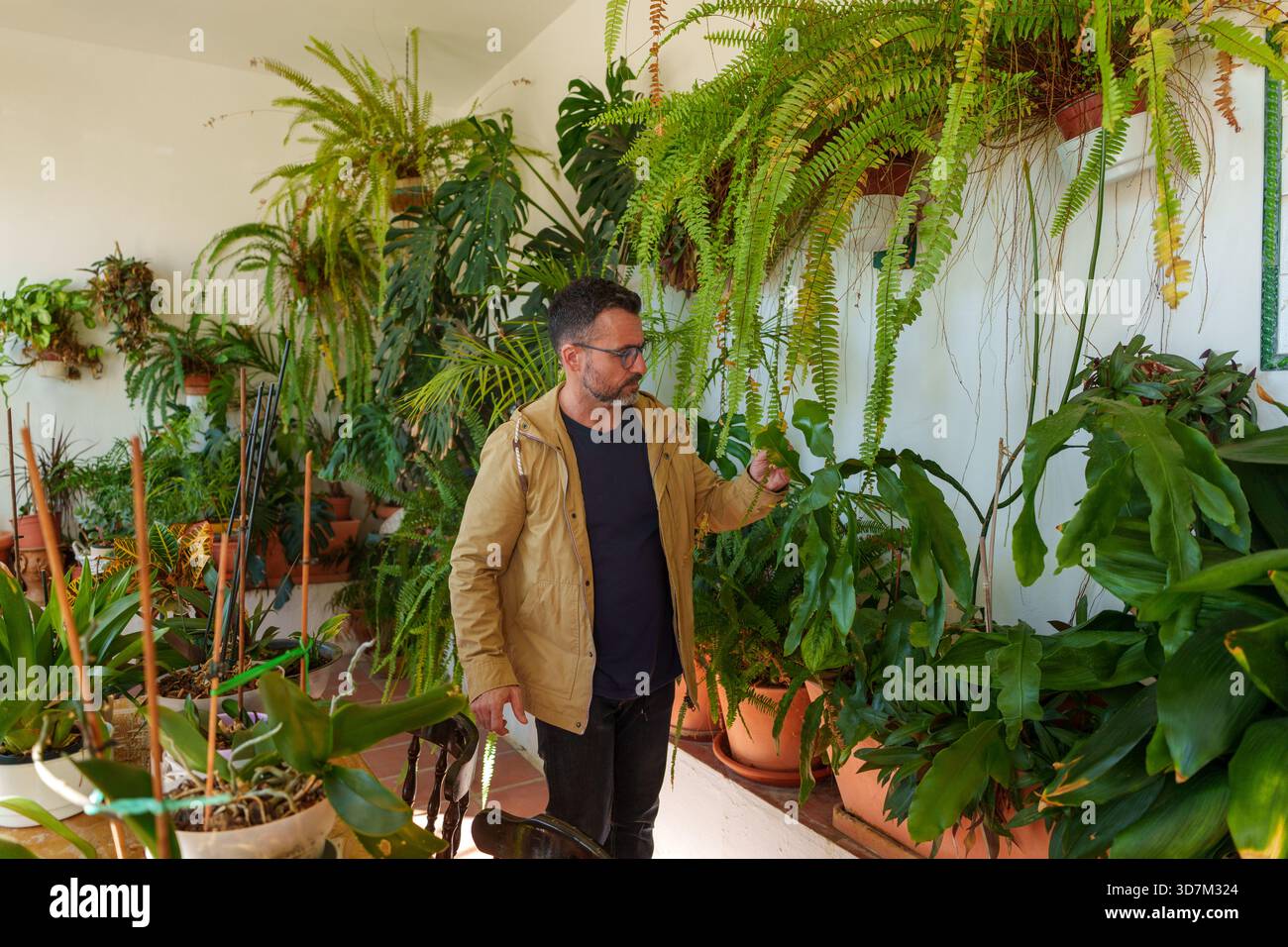 Uomo che esamina una foglia nella sua abbondante collezione di piante domestiche, coltiva un santuario verde e si diverte con il suo hobby di giardinaggio Foto Stock