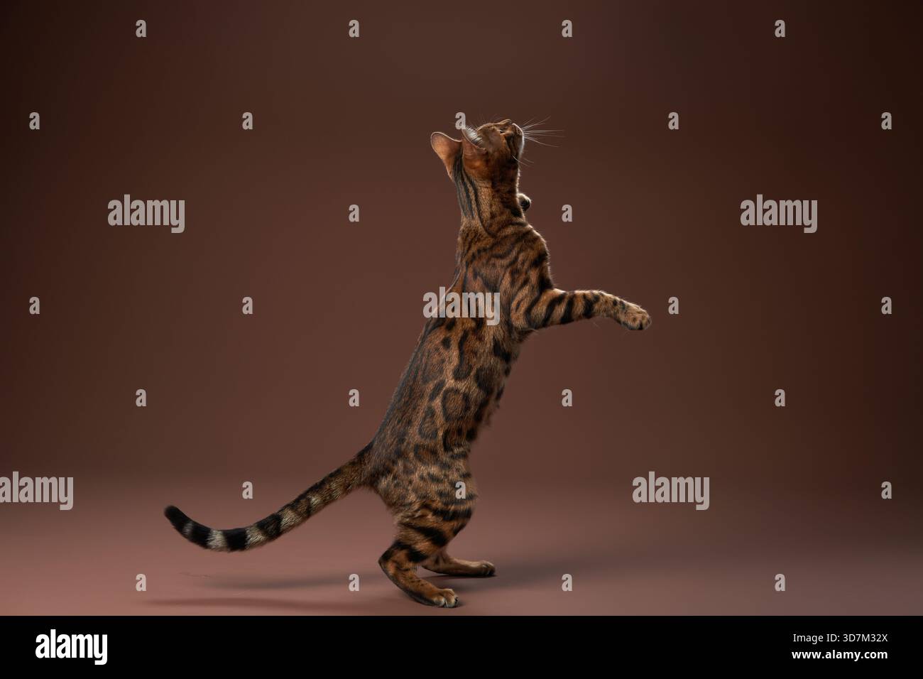 Un gatto del Bengala sta sulle zampe posteriori, raggiungendo le zampe estese. L'illuminazione da studio enfatizza la pelliccia macchiata del gatto e la postura elegante. Foto Stock