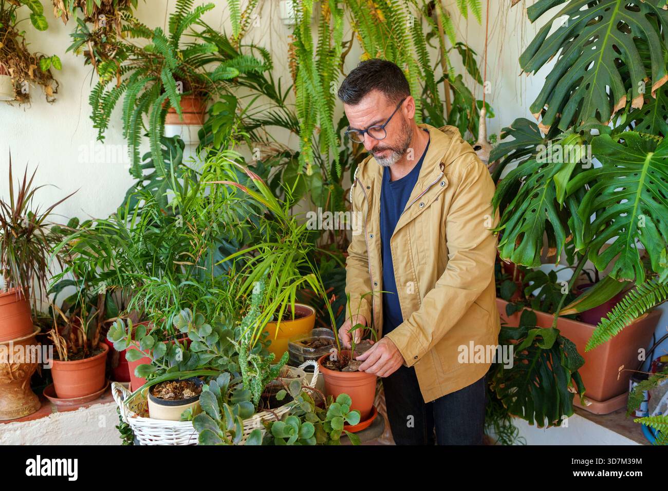 Uomo che si prende cura della sua variegata collezione di piante d'appartamento, potando e nutrendo attivamente il fogliame verde e le succulente a casa Foto Stock
