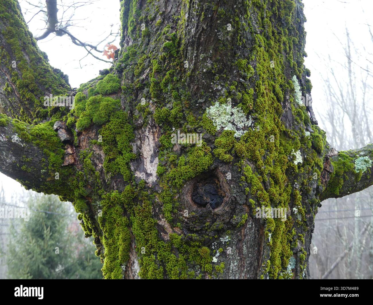 Una cicatrice naturale a forma di occhio circondata da muschio verde vibrante su un tronco ruvido di acero da zucchero in una foresta del Massachusetts Foto Stock