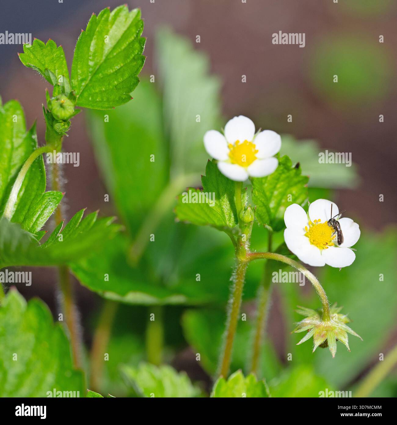 Primo piano di una fragola selvatica in fiore Foto Stock