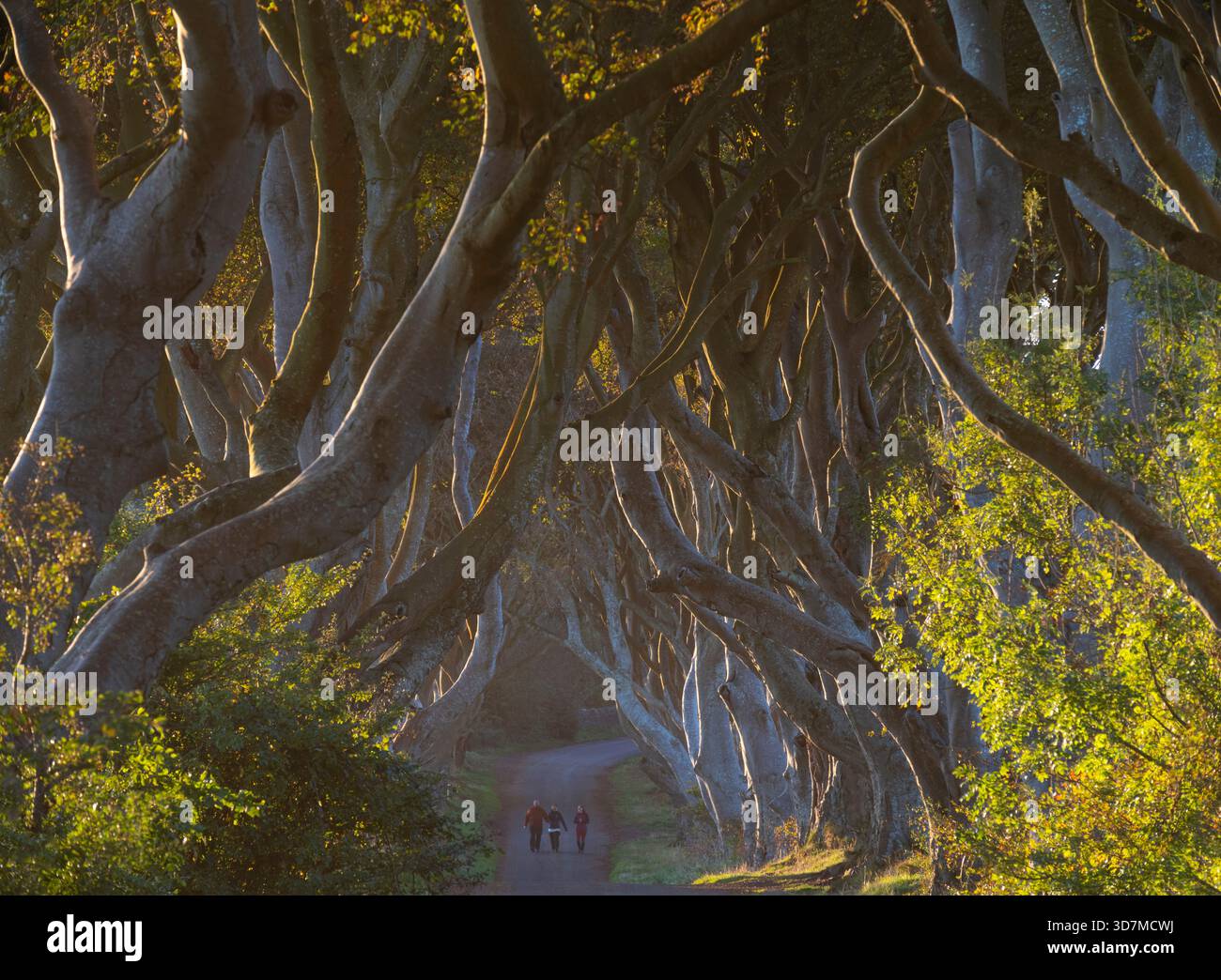 I turisti passeggiano all'alba attraverso Dark Hedges, Irlanda del Nord Foto Stock