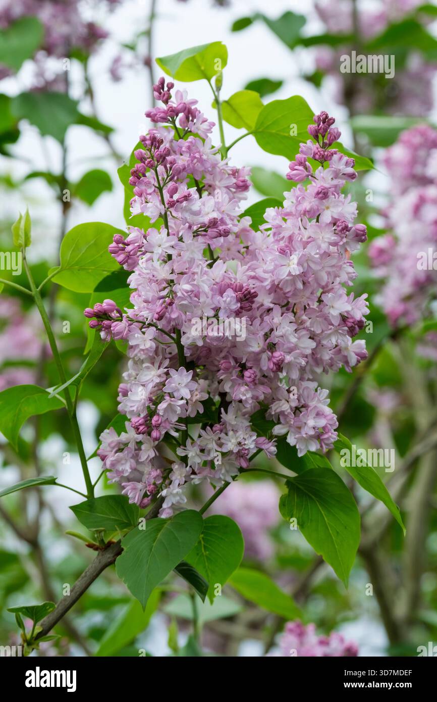 Syylan vulgaris Madame Antoine Buchner, lilla Madame Antoine Buchner, ammassi di doppi fiori rosa in primavera Foto Stock
