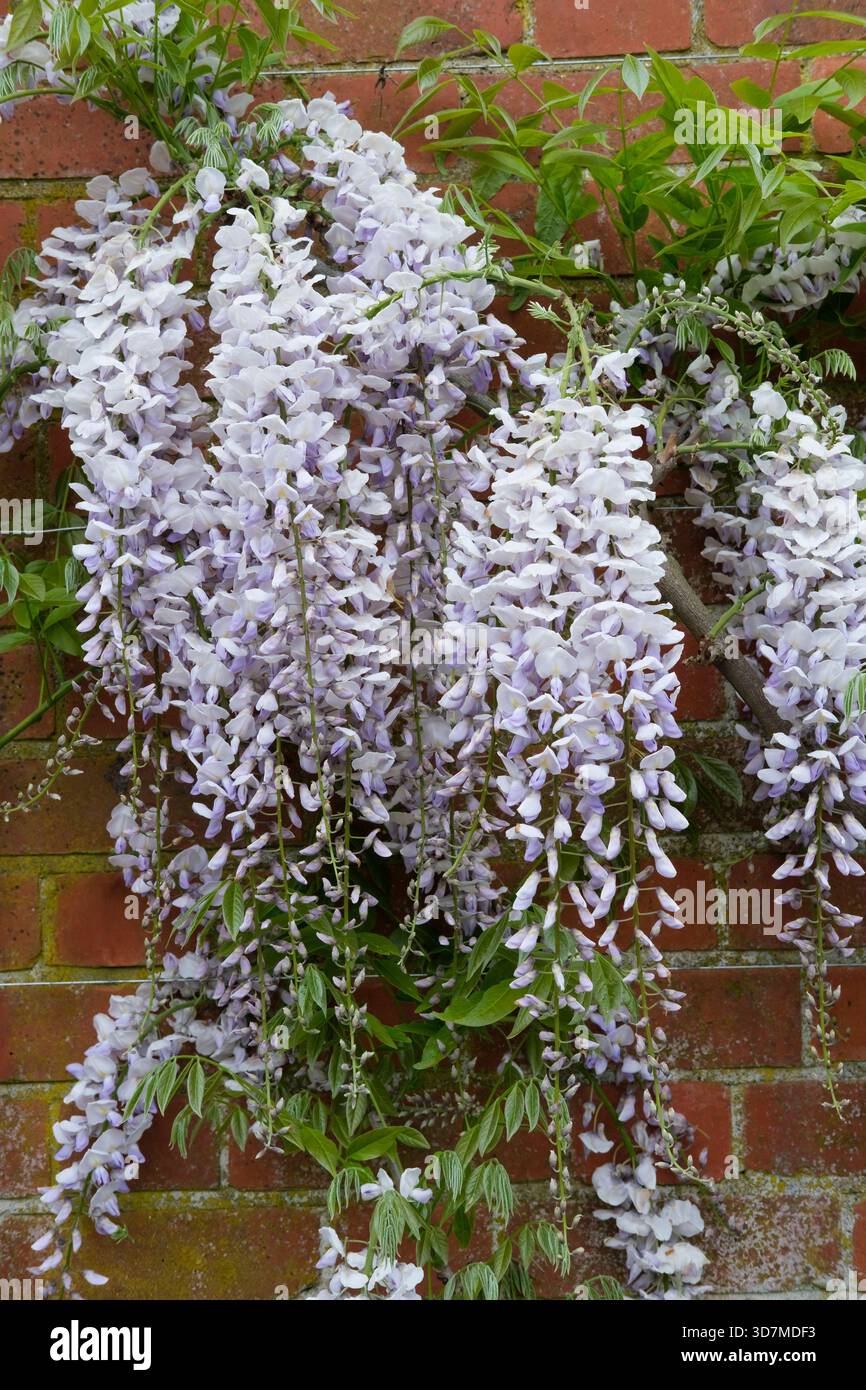Wisteria floribunda Strella, lunghi racemi pendolari di blu chiaro simile a piselli con fiori bianchi in primavera Foto Stock