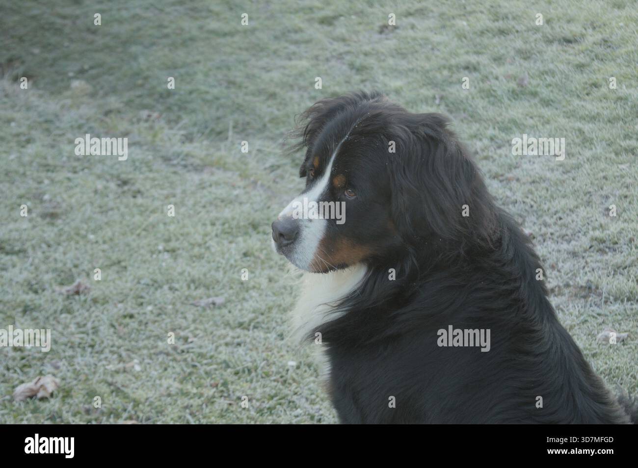Un grande cane a pelo lungo seduto all'aperto su un campo di erba ghiacciata durante una fredda mattina invernale. Il cane viene catturato nella vista laterale, osservando con calma il suo Foto Stock