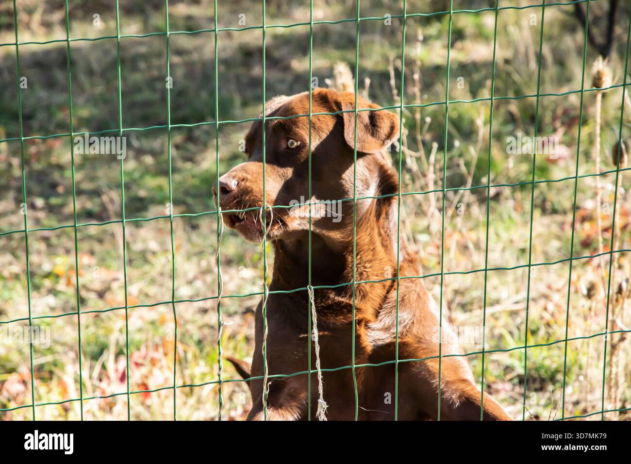Avvisa Labrador retriever marrone in piedi dietro una recinzione del giardino in una giornata di sole in un ambiente naturale all'aperto Foto Stock