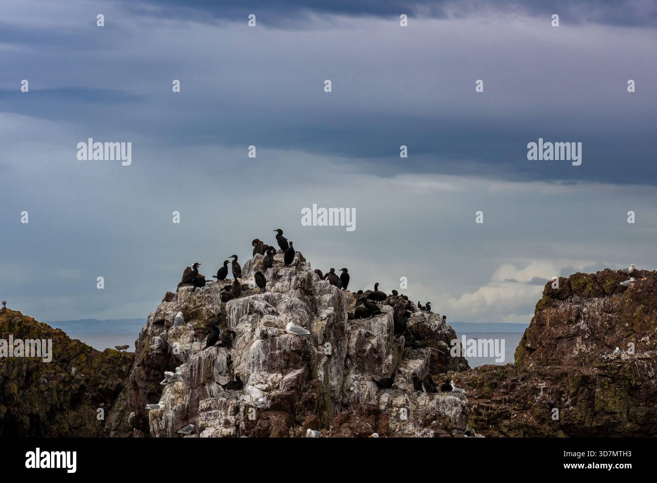 Un gruppo di uccelli marini si è riunito attraverso le aspre rocce costiere sotto un cielo coperto Foto Stock