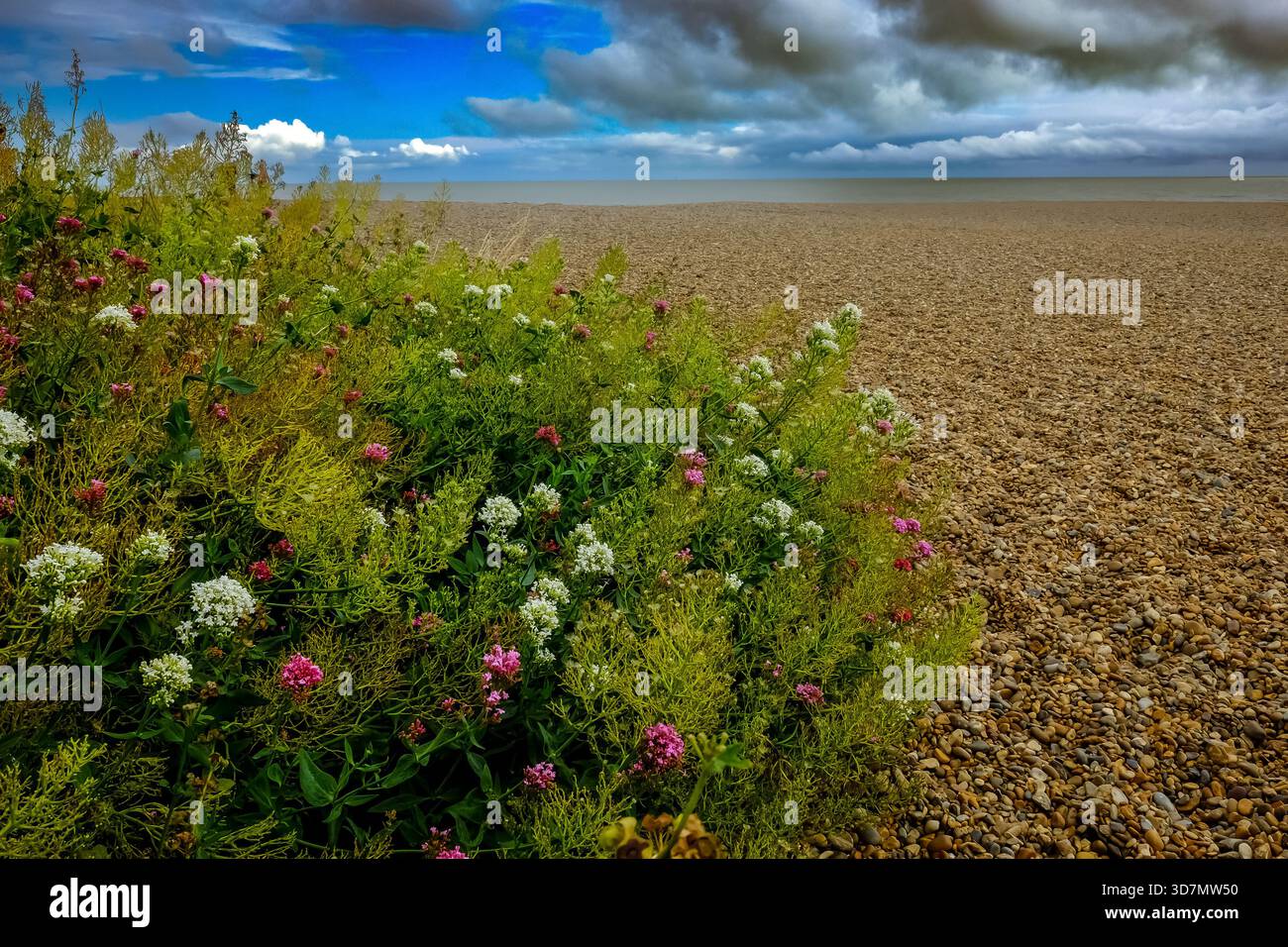 Fiori costieri accanto a un'ampia spiaggia di ciottoli Foto Stock