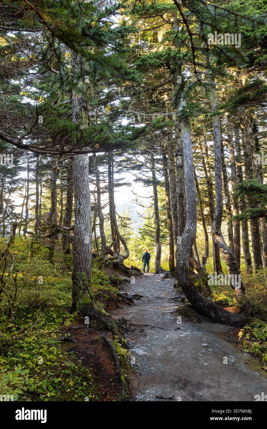 Escursionista su Alpine Loop Trail attraverso la bella foresta pluviale temperata - Monte Roberts - Juneau, Alaska, USA Foto Stock