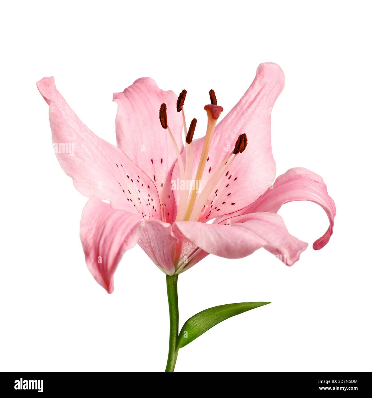 Primo piano di Lilium rosa che fiorisce sul bianco. Decorazioni floreali, concetto di bellezza naturale per design, biglietti d'auguri, cosmetici, benessere, spa, temi della natura e f Foto Stock