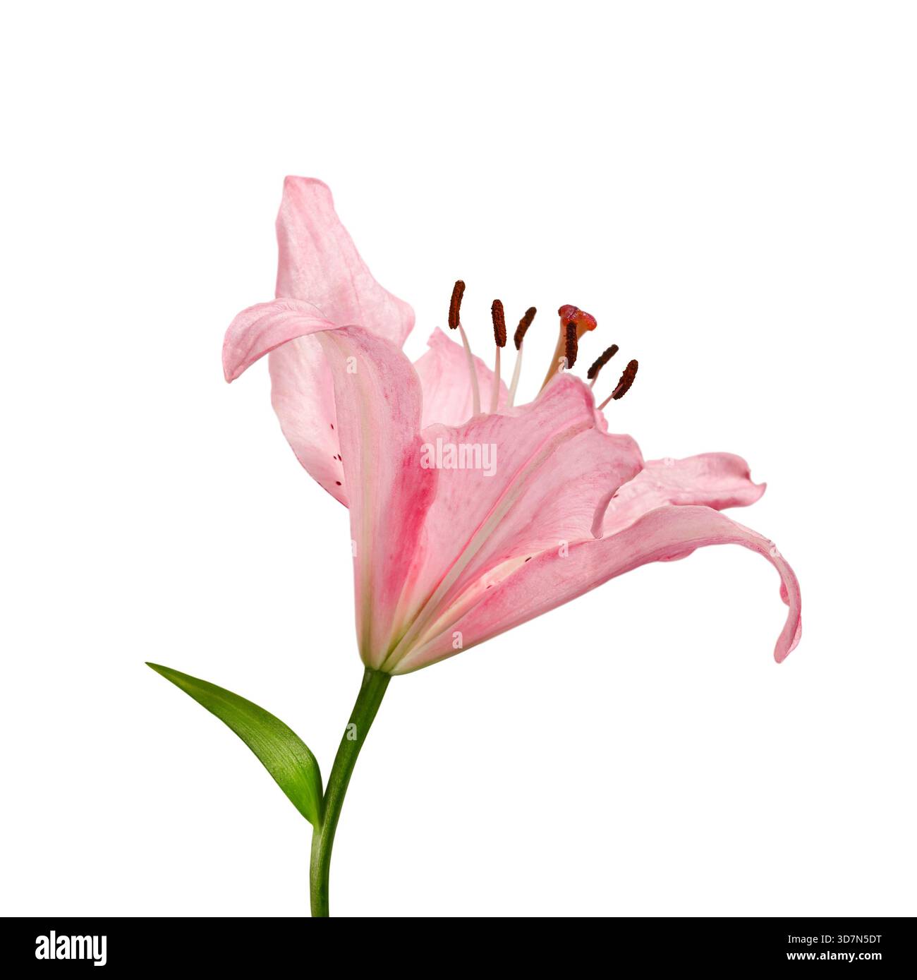 Fiore di giglio rosa (Lilium) isolato su sfondo bianco. Dettagli botanici, decorazioni floreali, concetto di bellezza naturale per il design, biglietti d'auguri, cosmetici, Foto Stock