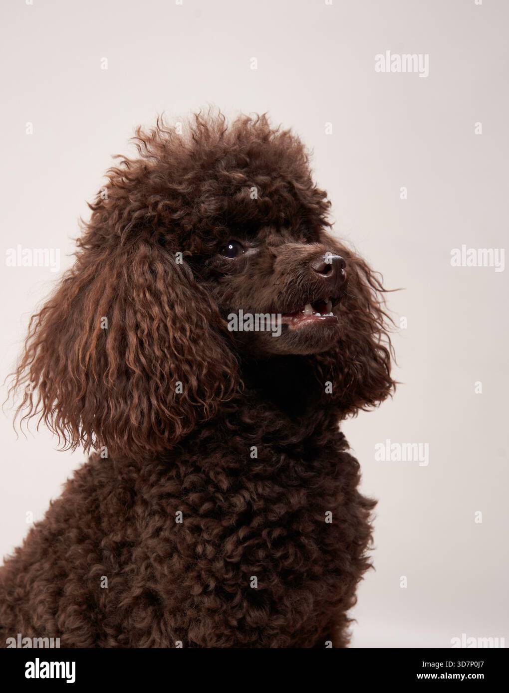 Statua Barboncino Color Cioccolato – Dipinta A Mano – Figurina Cane