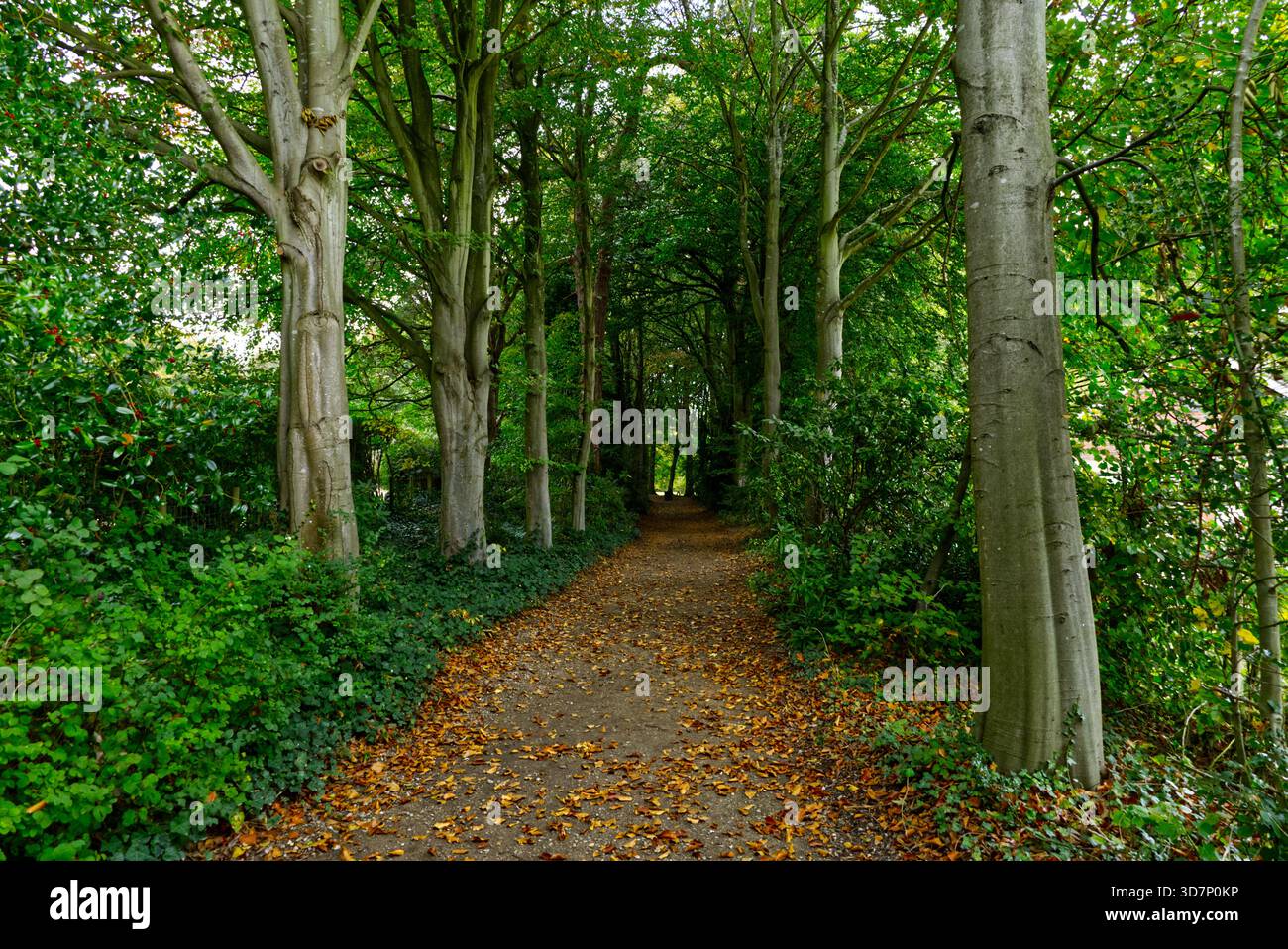 Passeggiata nel bosco nelle Highlands scozzesi dell'Hermitage Foto Stock