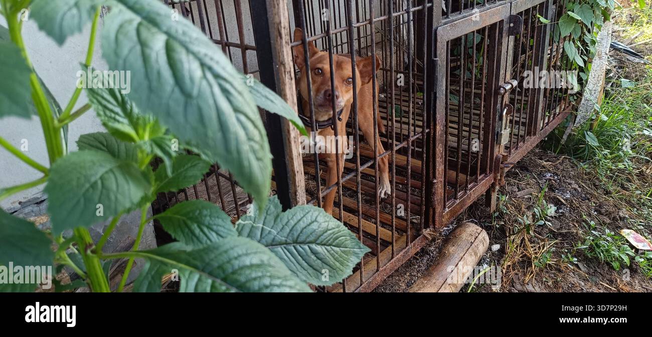 cane in gabbia e foglie di spinaci Foto Stock