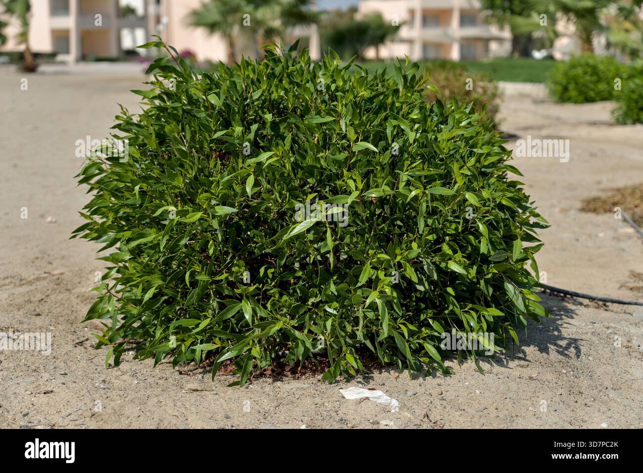 Un arbusto alto sulla vita simile all'alloro di ciliegio (Prunus laurocerasus) o al privet (Ligustrum sp.) con un fitto fogliame verde. Foto Stock