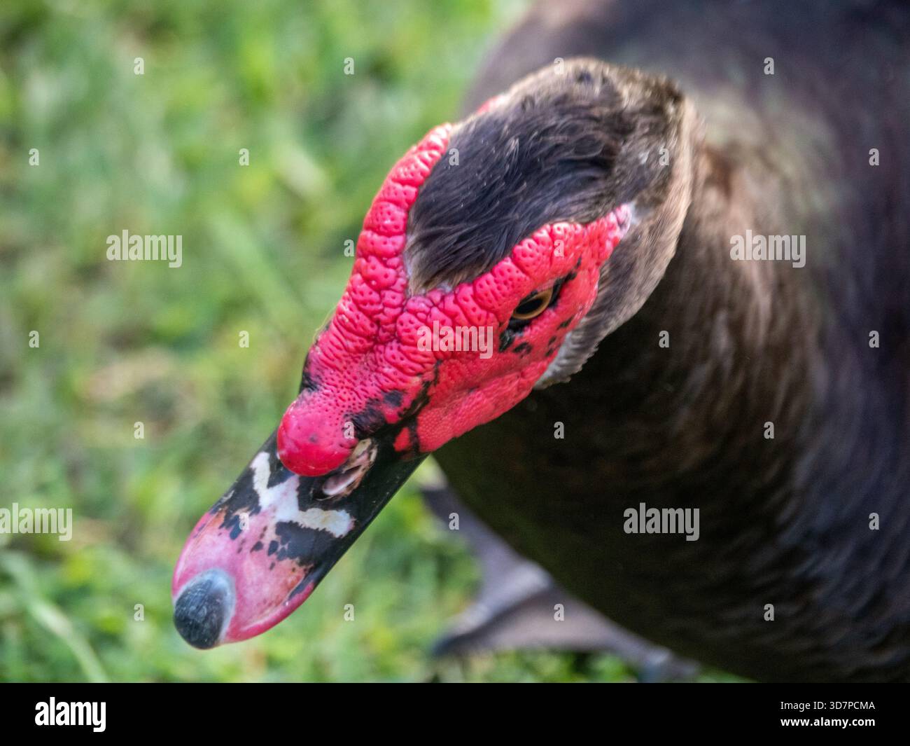 Testa di anatra moscovita da vicino, rosso Caruncles o maschera facciale, dall'alto Foto Stock