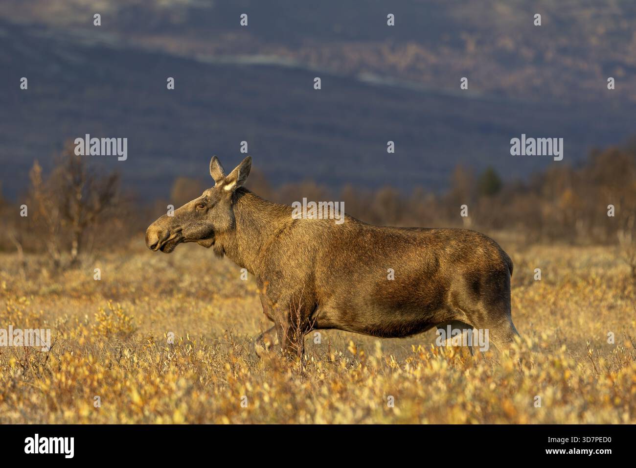 Una mucca alce (Alces alces) vaga attraverso una zona paludosa alla luce del sole della sera, la Norvegia Foto Stock