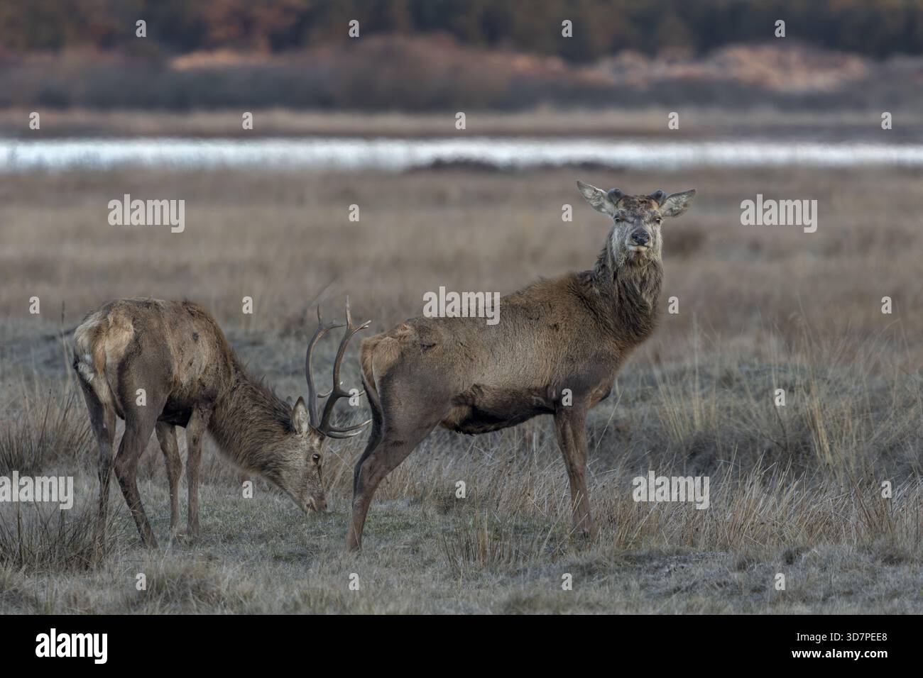 Mentre un cervo rosso (Cervus elaphus) ha gettato le sue corna circa 3 settimane fa, il suo compagno indossa ancora il copricapo dell'anno precedente, scarta tim Foto Stock