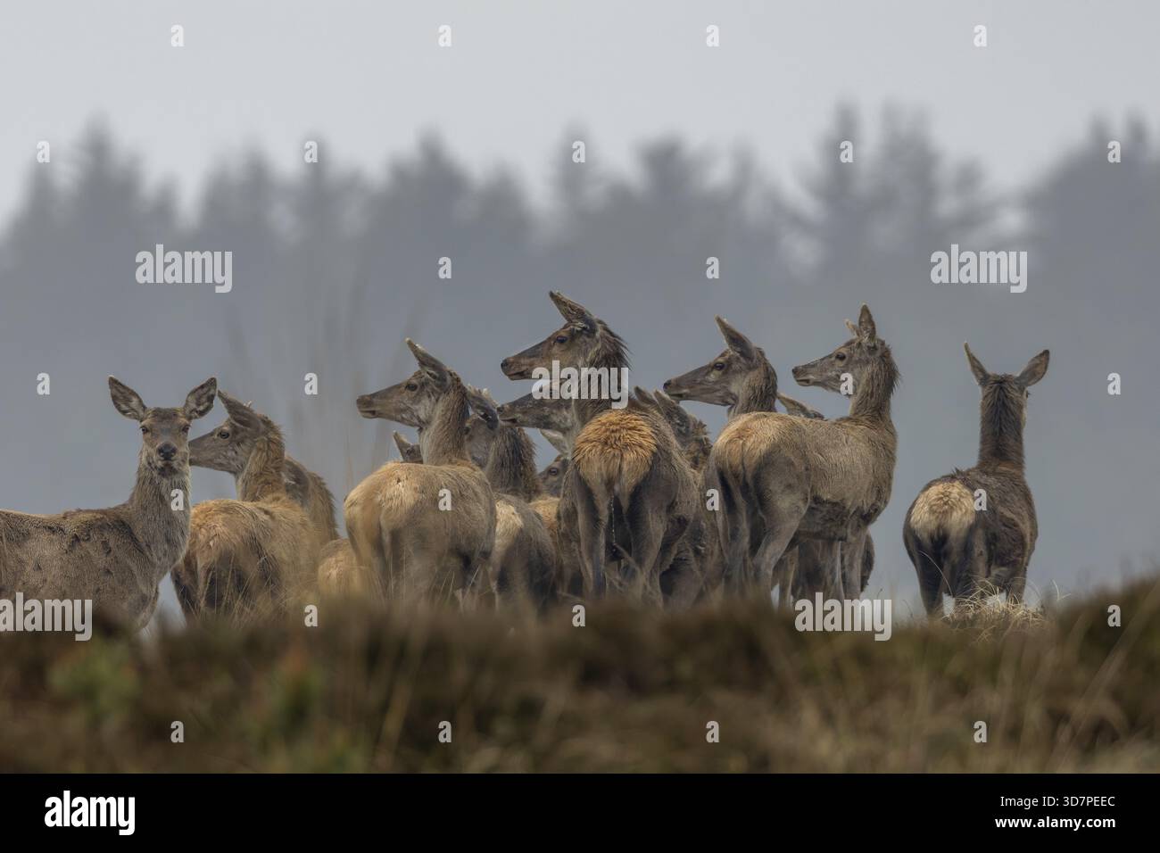Strenuamente e visibilmente curioso, il cervo drudel (Cervus elaphus) osserva un lupo (Canis lupus) che corre davanti a loro a circa 100 m di distanza, cacciando, attaccando i lupi Foto Stock