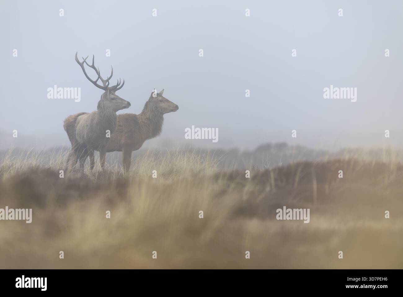 Un cervo rosso (Cervus elaphus) senza copricapo, mentre il suo compagno indossa ancora entrambi i palchi, ma questi saranno anche lasciati cadere nei prossimi giorni, dr Foto Stock