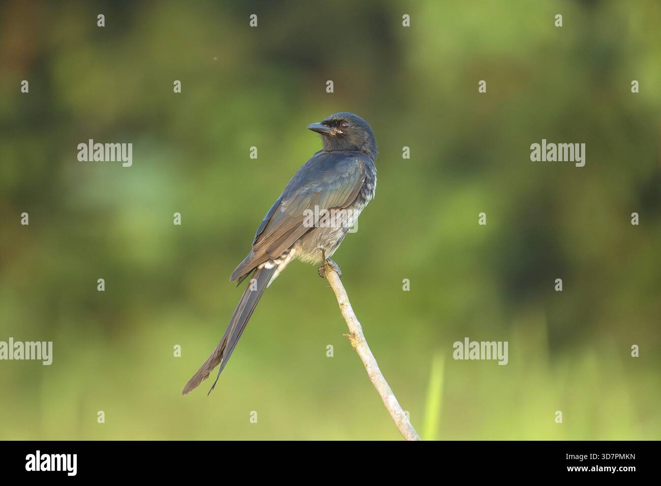Un drongo nero (Dicrurus macrocercus) uccello con una lunga coda arroccato su un ramoscello su uno sfondo verde sfocato - Gazipur, Dacca Foto Stock