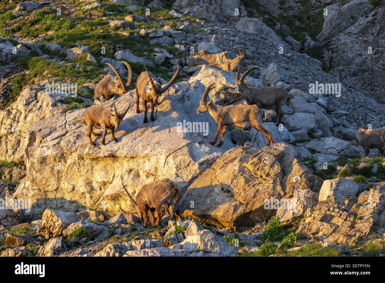 Un branco di stambecchi Capra, Alpstein, Appenzell, Svizzera Foto Stock