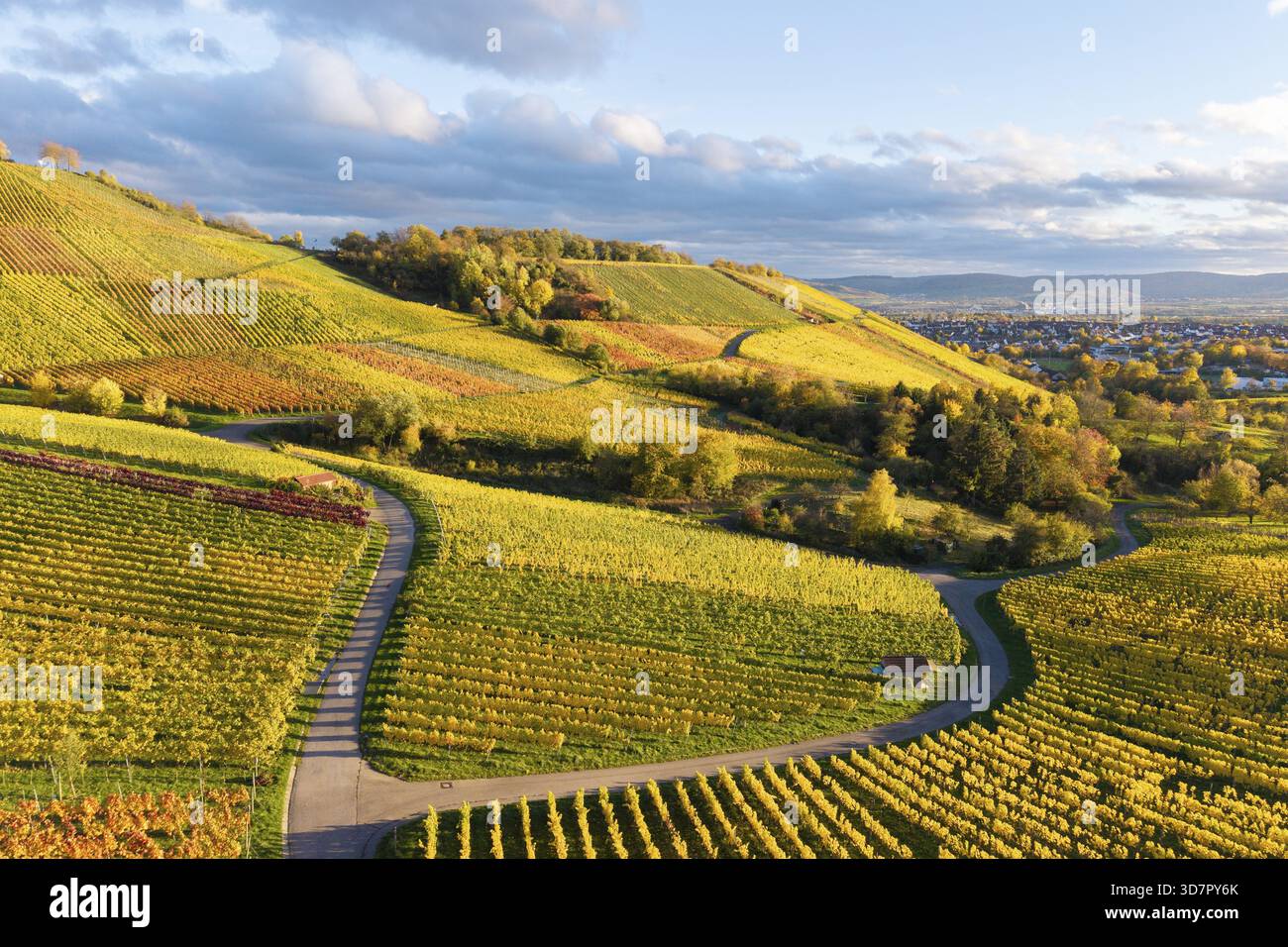 Vigneti soleggiati in tonalità autunnali sotto un cielo parzialmente nuvoloso, autunno, vicino a Korb im Remstal, Rems-Murr-Kreis, Baden-Wuerttemberg, Germania Foto Stock