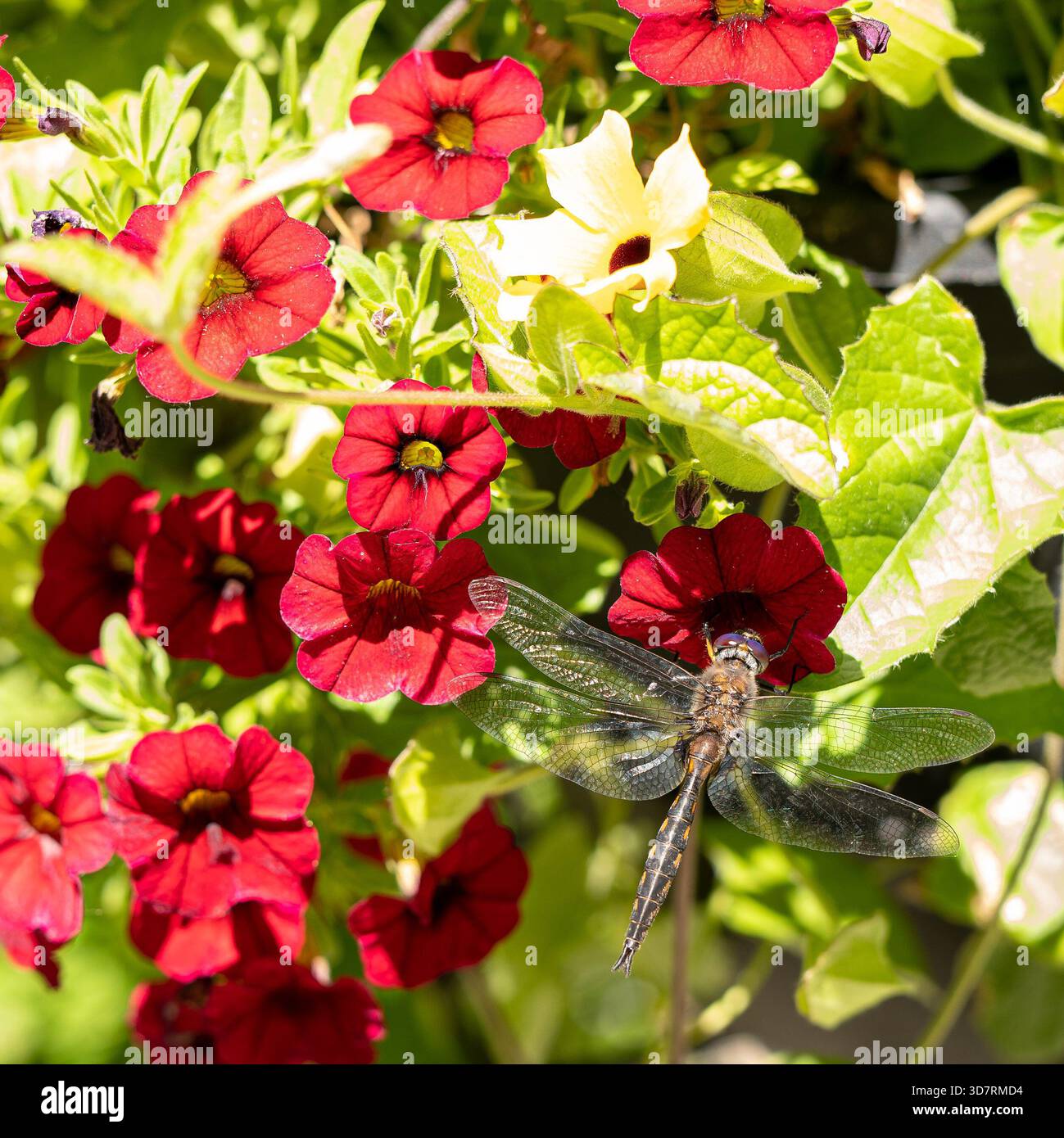 Dragonfly, Odonata Anisoptera, su un fiore rosso di Calibrachoa fiorisce in un giardino, con altri fiori e foglie verdi. Foto Stock