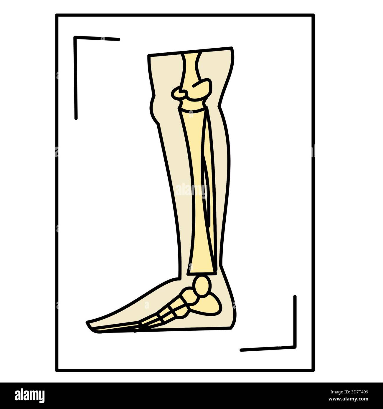 gamba radiologia raggi x ossa delle gambe icona medica colore minimalista Illustrazione Vettoriale