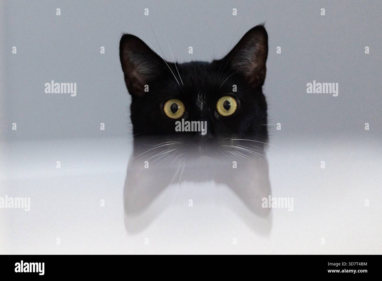 Gatto nero che sbircia su una superficie riflettente con un'espressione curiosa Foto Stock