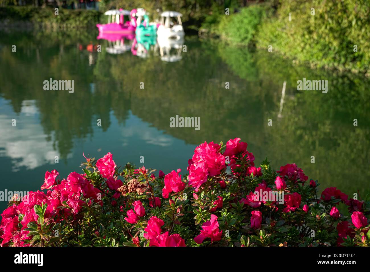 Lago ricreativo con fiori rossi in fiore. Foto Stock