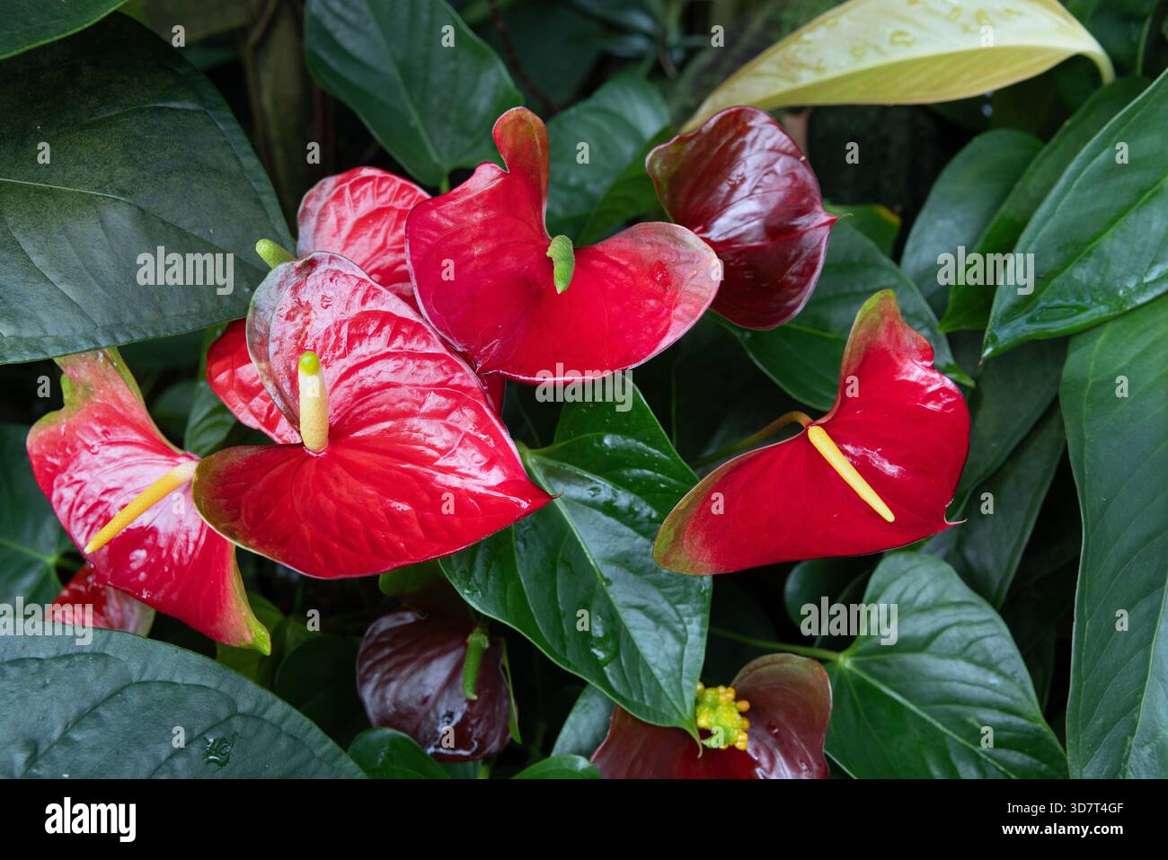 Primo piano dei fiori di Anthurium rossi nel giardino botanico Foto Stock