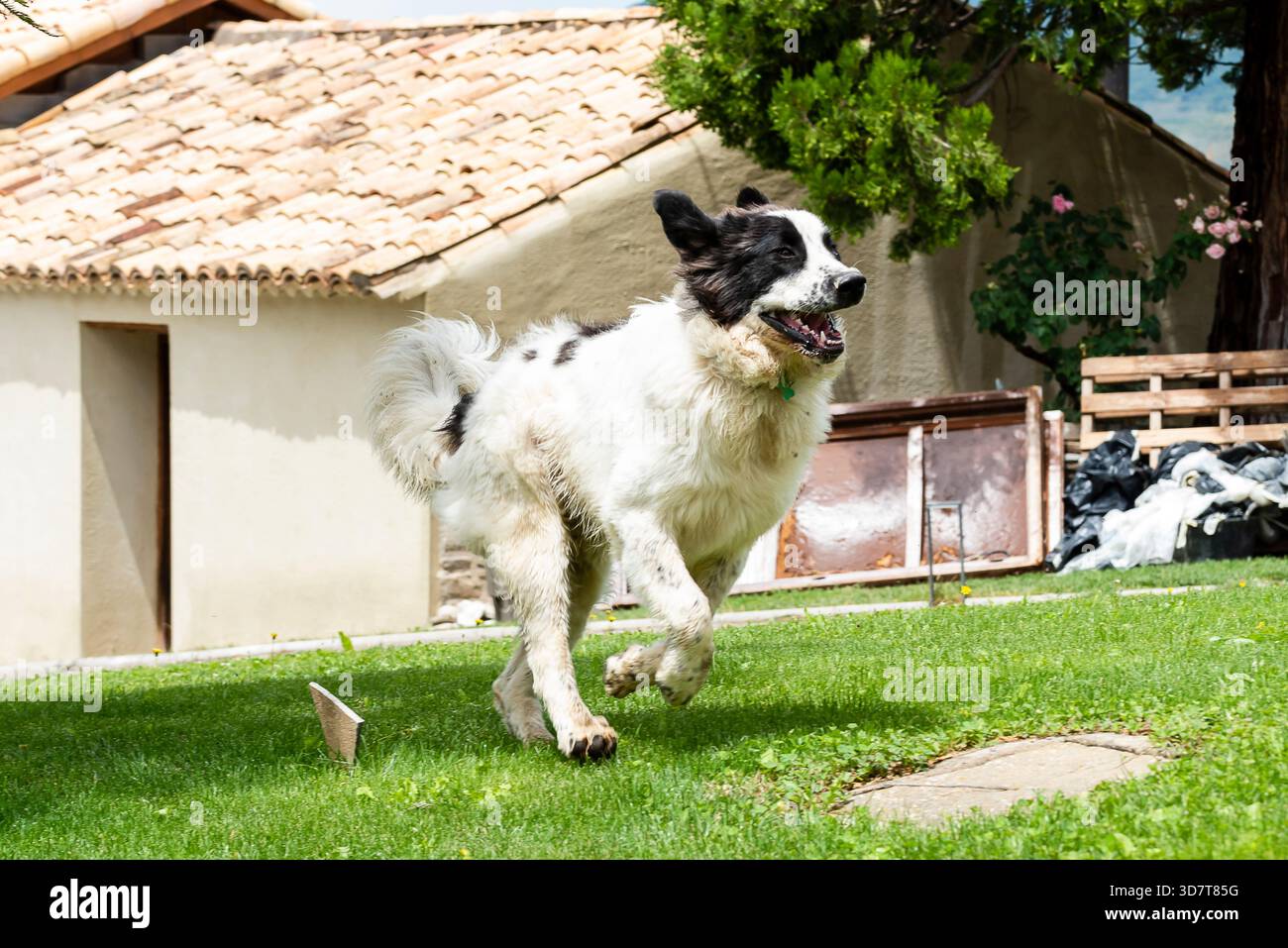 Un cane gioioso corre giocosamente su un prato ben tenuto circondato da alberi e da una casa pittoresca. Foto Stock