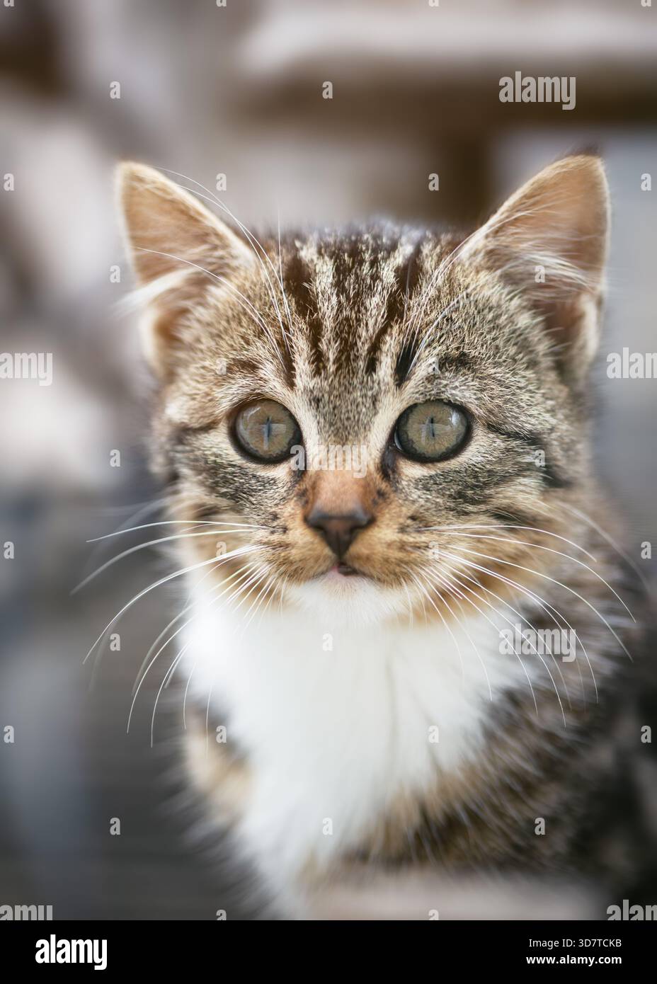 Ritratto di un giovane gattino da tabby con morbida pelliccia bianca marrone, grandi occhi riflettenti e delicati baffi risaltano su uno sfondo sfocato. Foto Stock