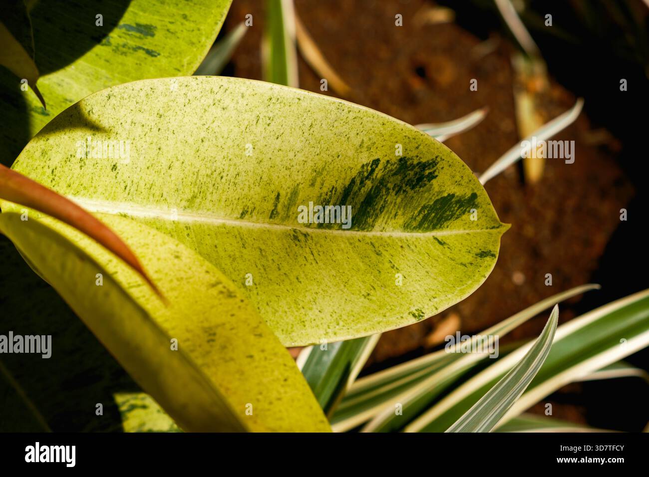 Motivo vibrante. Primo piano dettagliato di una variegata foglia di pianta di gomma, con sorprendenti motivi verdi, gialli e crema. Foto Stock