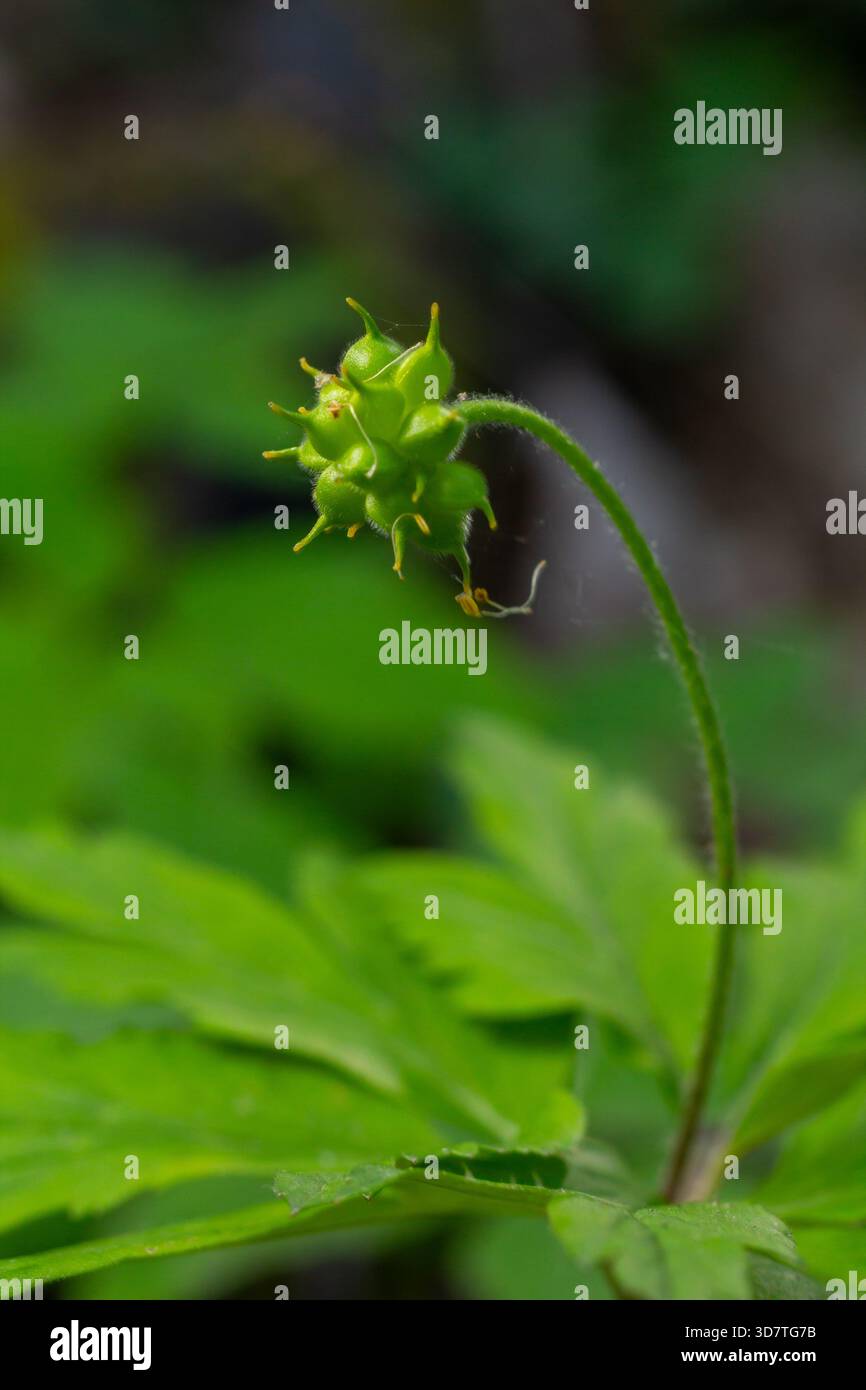 Il frutto verde brillante dell'Anemone nemorosa si distingue contro il fogliame sfocato in un vibrante bosco primaverile che mostra il rinnovamento e la crescita della natura. Foto Stock