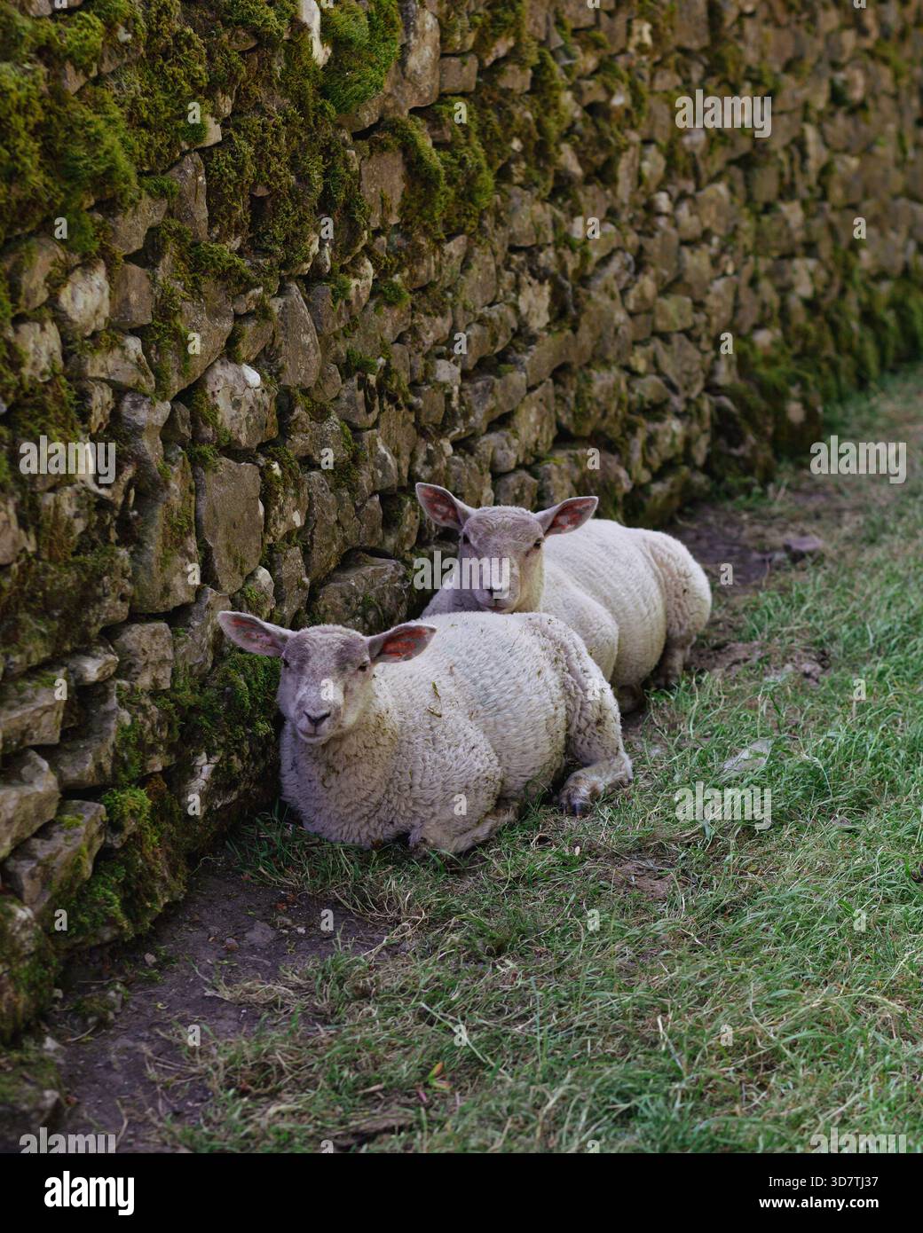 Due pecore riposano tranquillamente accanto a un muro di pietra coperto di muschio nel Peak District, Regno Unito. Un tranquillo momento rurale che mostra calma e vita di campagna. Foto Stock