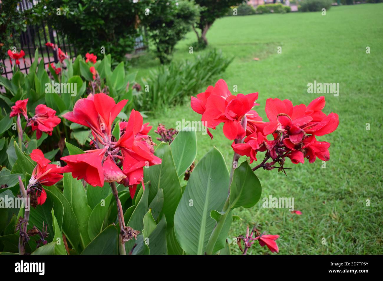 Red Indian Shot Flower - vivace Canna Bloom Foto Stock