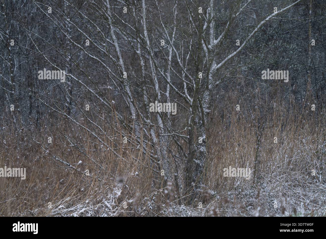 Betulle spolverate di neve e canne invernali in un ambiente boschivo durante la caduta della neve Foto Stock