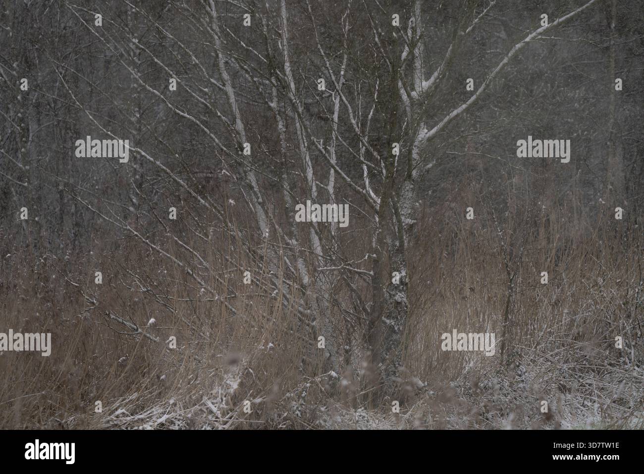Nevicate in un bosco invernale con betulle e erbe smerigliate che creano una foresta tranquilla Foto Stock