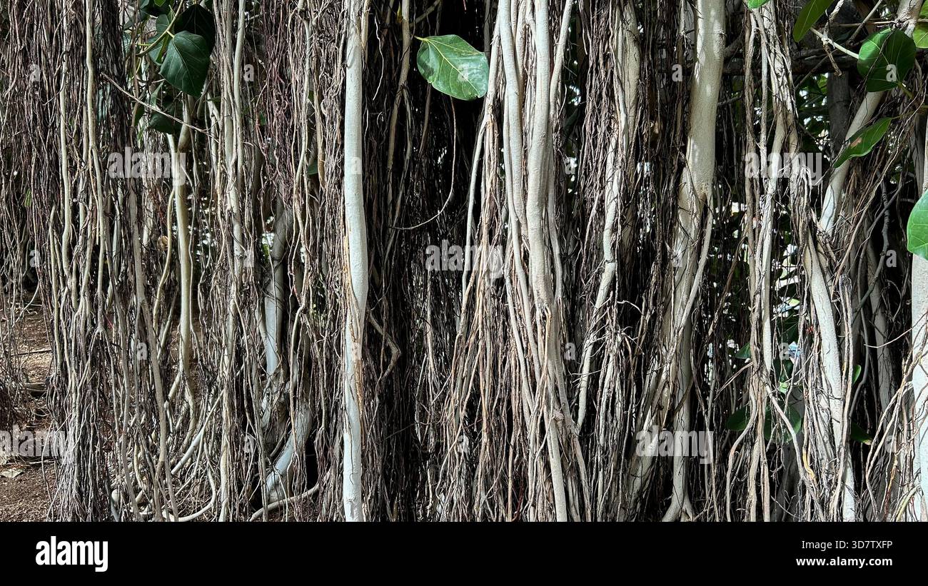 Radici aeree di un gigantesco ficus Foto Stock