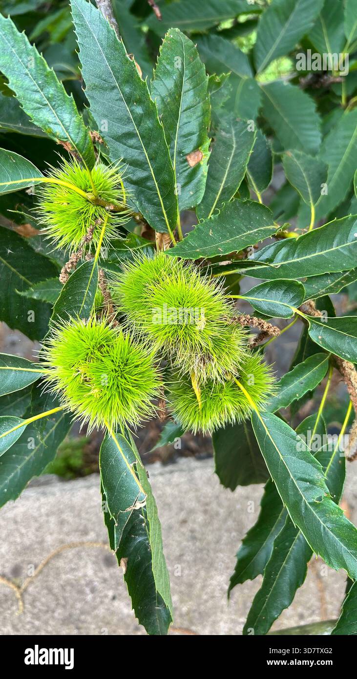 Frutti di castagno sull'albero Foto Stock
